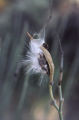 Rush milkweed