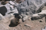 Yellow-bellied marmot