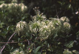 Pipestem clematis