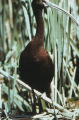 White-faced ibis