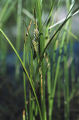 European bur-reed