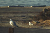 Ring-billed gull