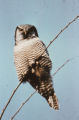 Northern hawk owl