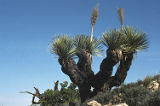 Parry's beargrass