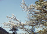 Mountain mahogany