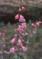 Sunset Crater beardtongue