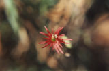 Cardinal catchfly