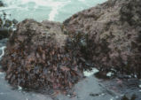 Tide pools