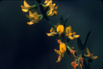 Common deerweed