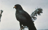 Snail kite