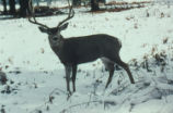 Mule deer