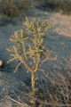 Branched pencil cholla