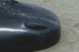 Sperm whale
