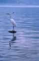 Great egret