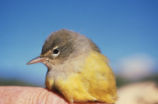 MacGillivray's warbler