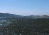 Morro Bay mud flats