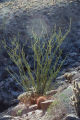 Ocotillo