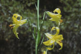 Lemon lily