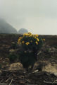 Giant coreopsis