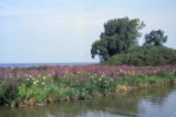 Purple loosestrife