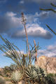 Desert agave
