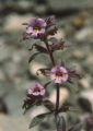 Johnston's monkeyflower