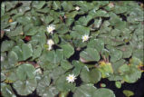 American white waterlily