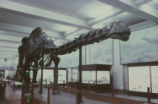 Apatosaurus fossil