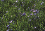 Large camas