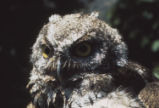 Immature Western screech owl