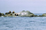 Steller sea lion