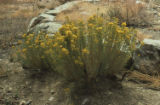 Golden-yarrow