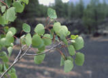 Quaking Aspen
