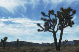 Joshua tree