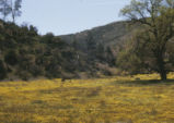 California poppy