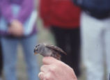 White-crowned sparrow