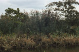 Common reed and green arrow arum