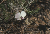Plain mariposa lily