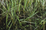 California cordgrass