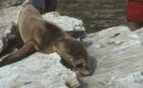 Sea lion