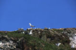 Western gulls