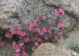 Bigelow's monkeyflower