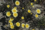 Smooth desertdandelion