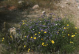 Distant phacelia and smooth desertdandelion