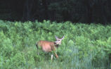 Mule deer