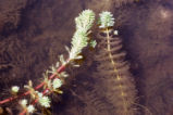 Whorl-leaf watermilfoil