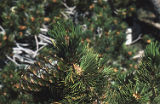 Limber pine