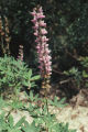 Broadleaf lupine