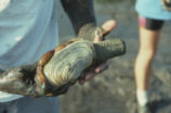 Saltwater clam