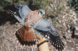 American kestrel